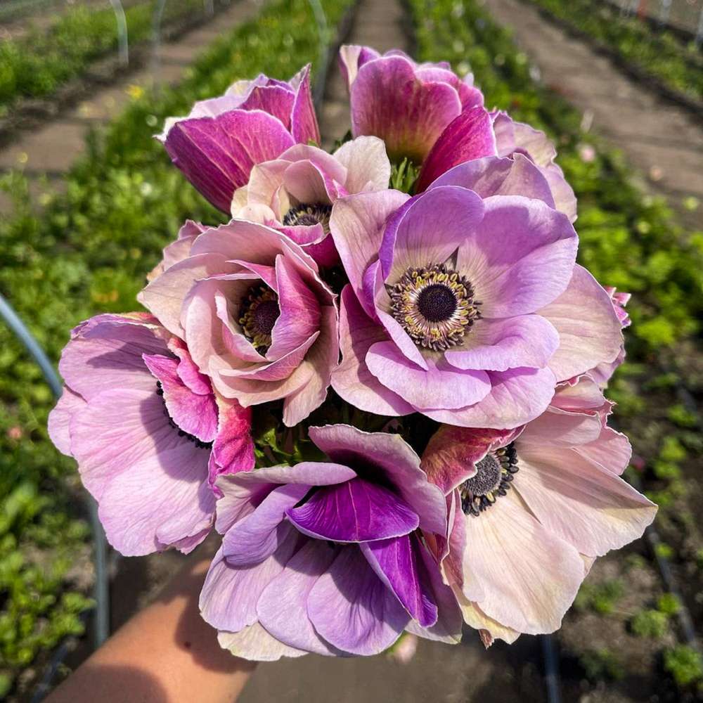 Anemone 'Mistral Rarity'
